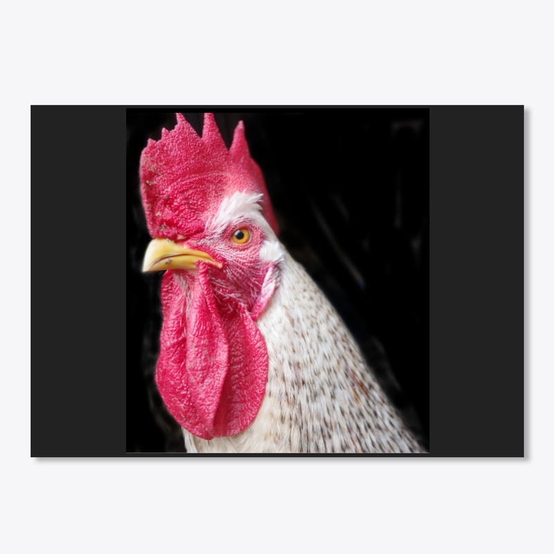 rooster chicken farm animal