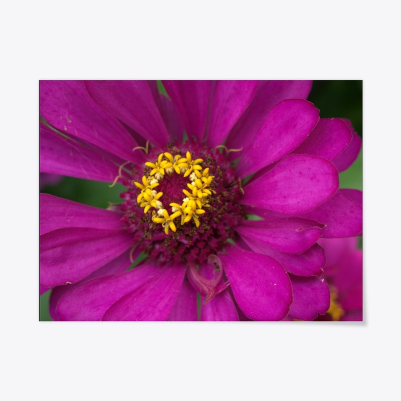 Flower 2