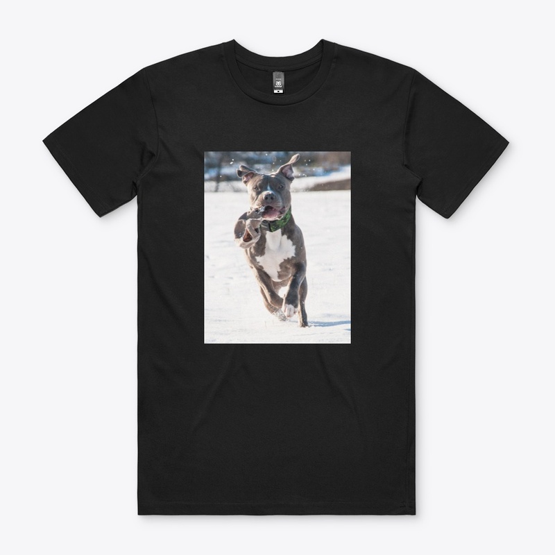 Pitbull Collection