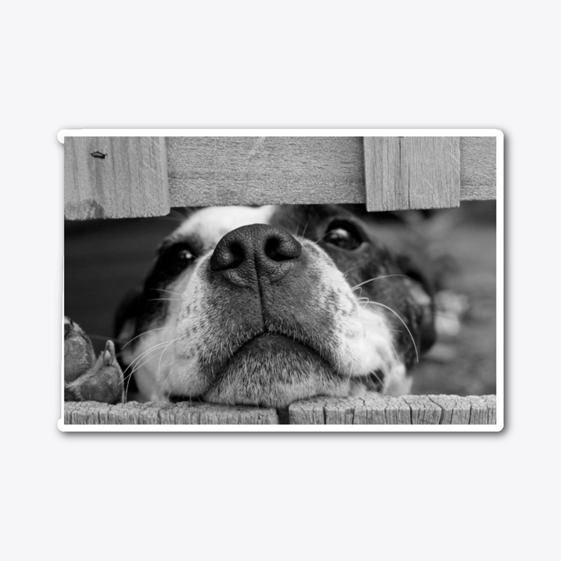 Lovely dog