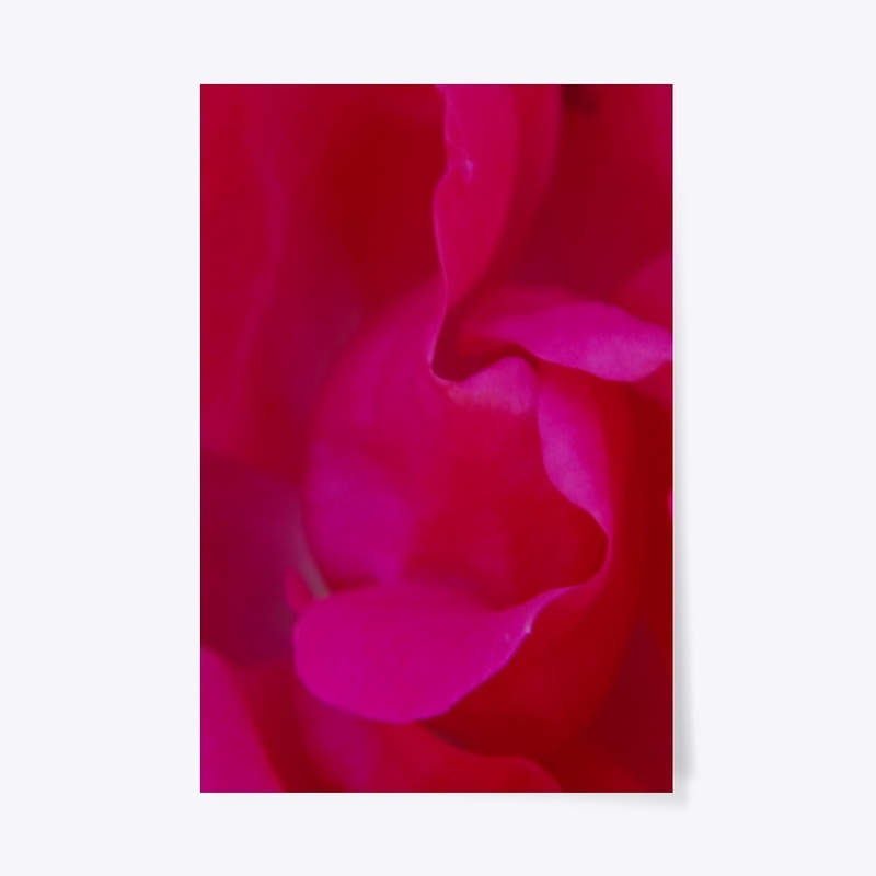 red rose macro