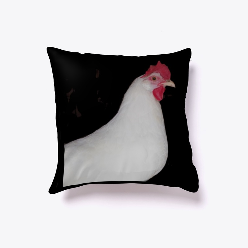 white leghorn hen chicken farm animal