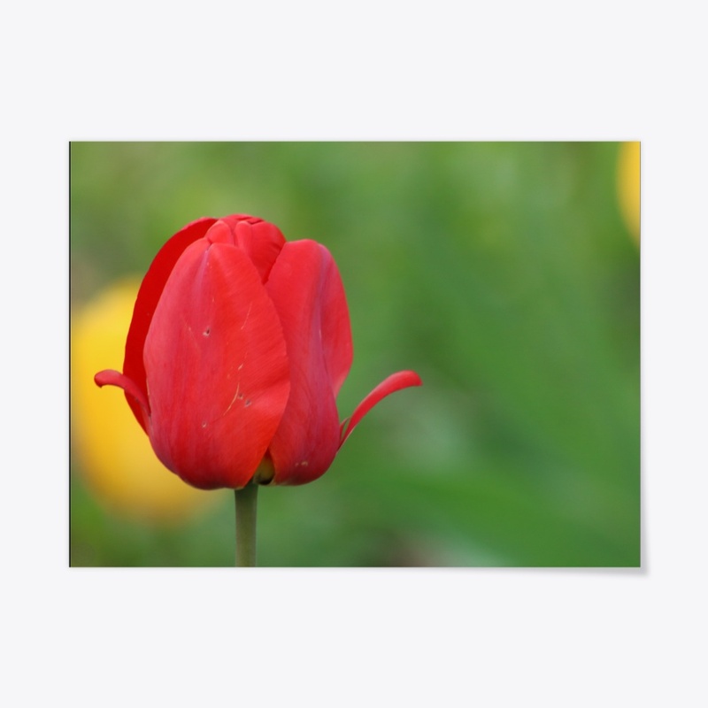 Tulip 2