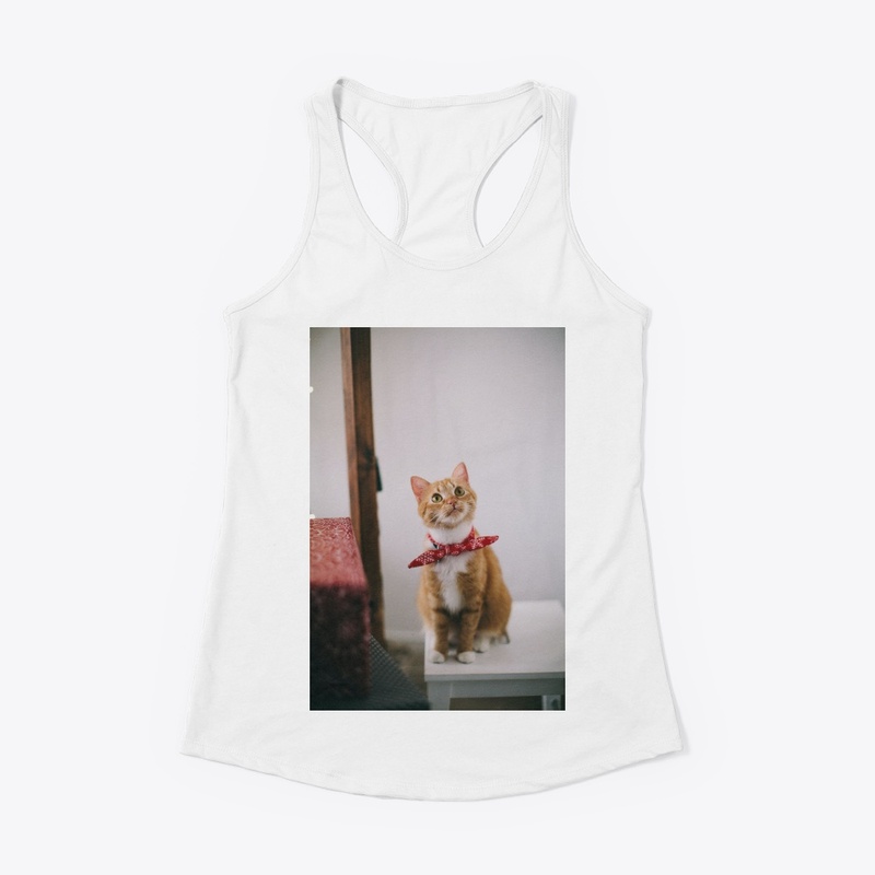 yellow cat