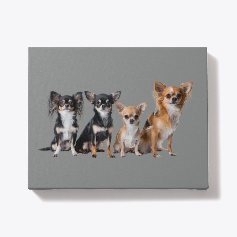 Chihuahua
