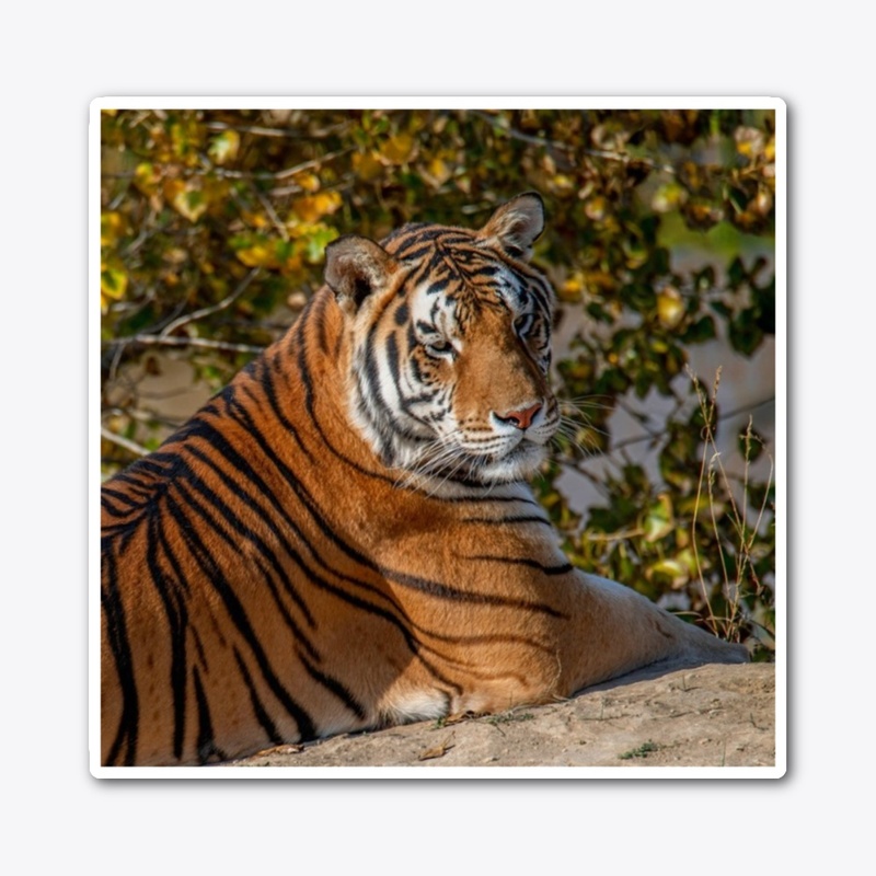 #Tiger