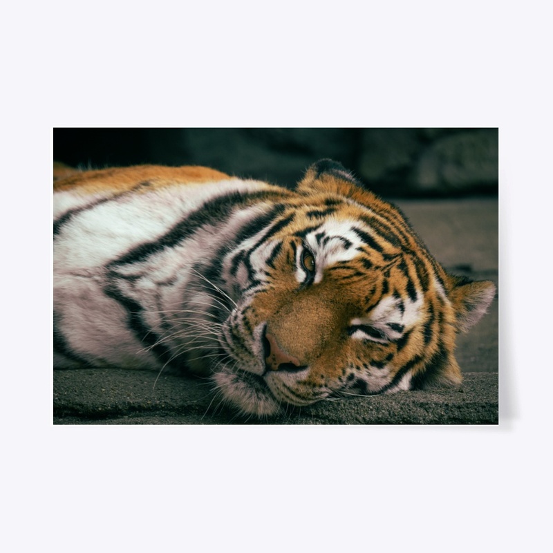 Big Cats 2