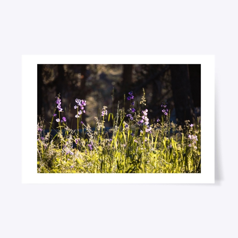 Delphinium