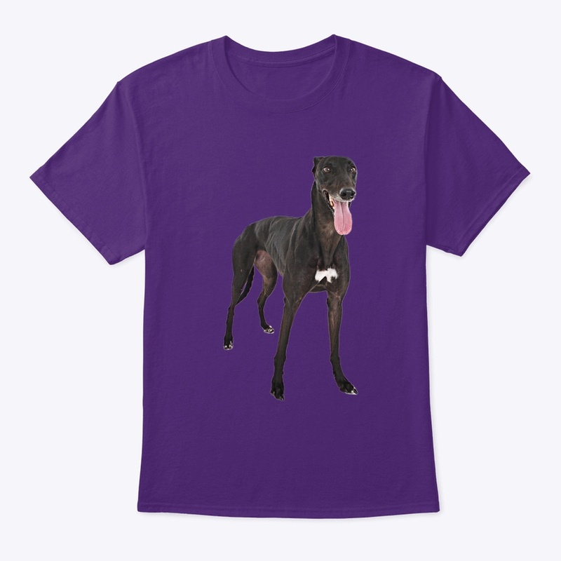 black greyhound dog