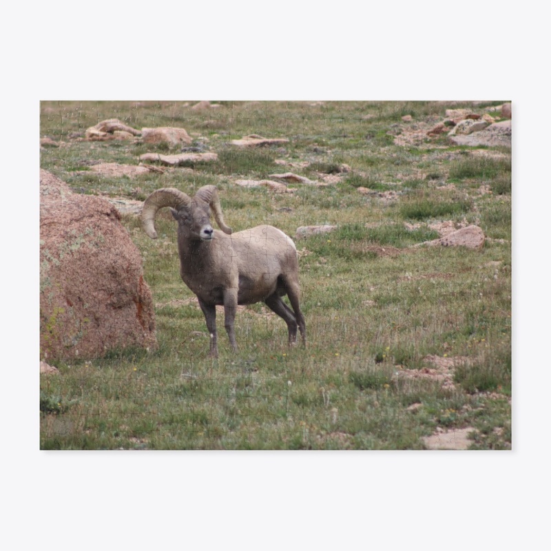 Bighorn 2