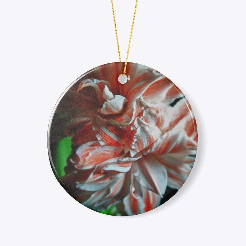 Amaryllis Portrait