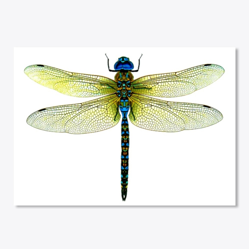 Dragonfly