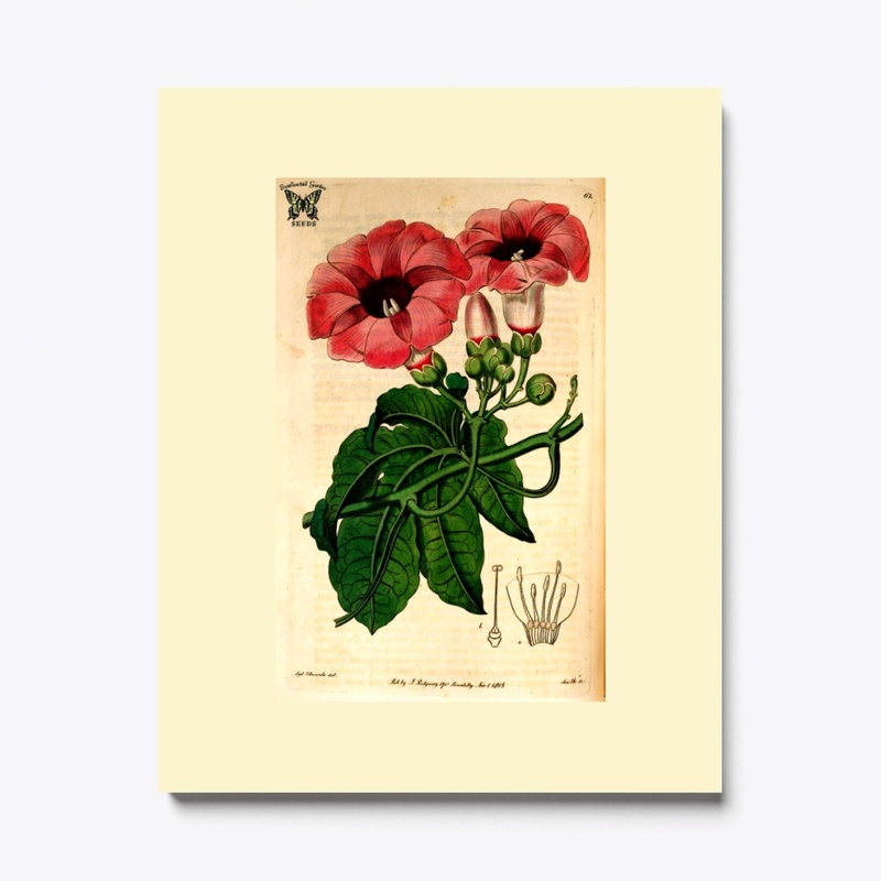 Canvas Print Morning glory 