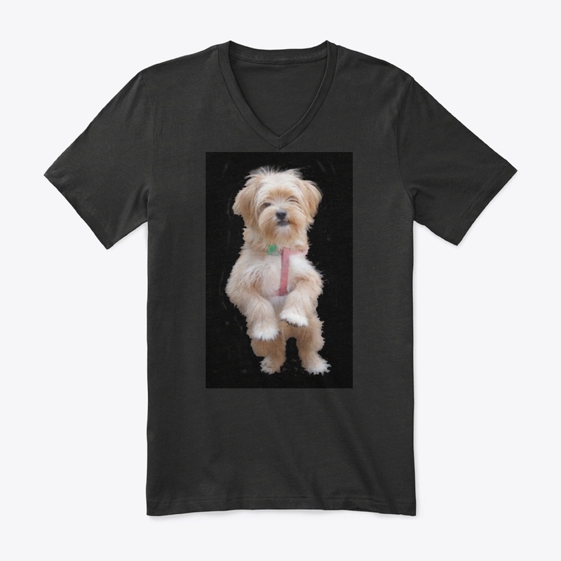 cute yorkie chihuahua puppy
