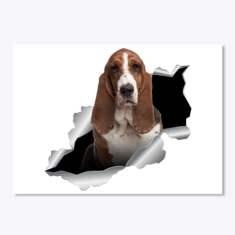 basset hound