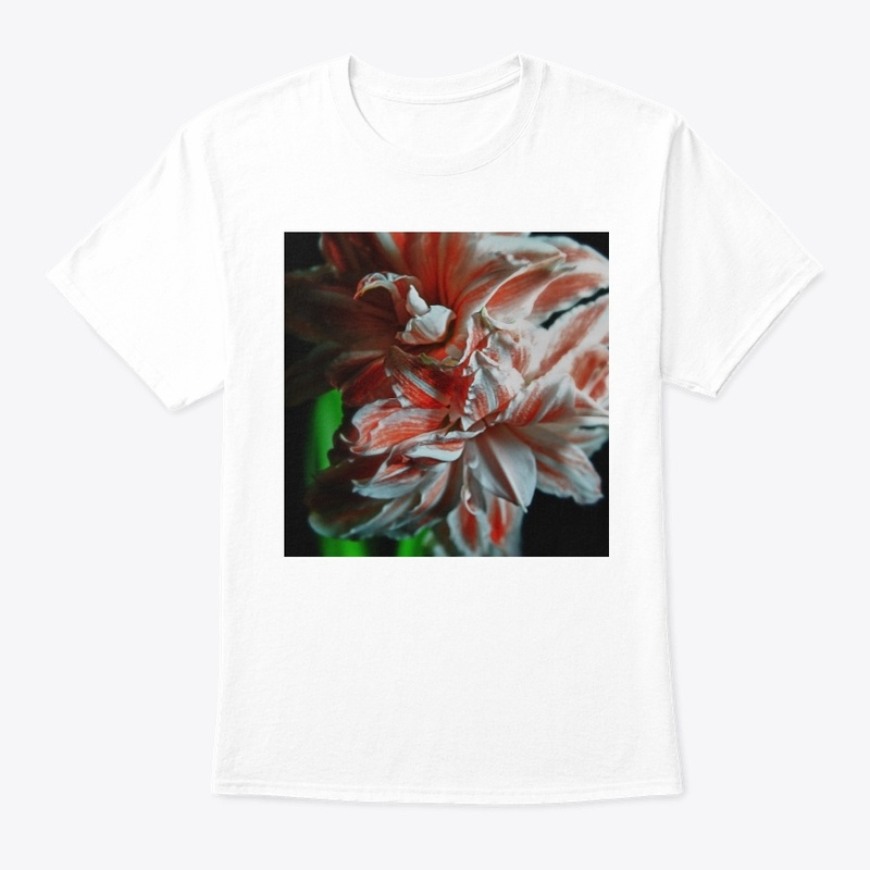 Amaryllis Portrait