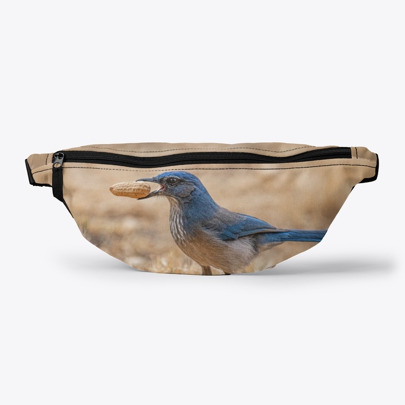 A Woodhouse Scrub Jay and His Peanut