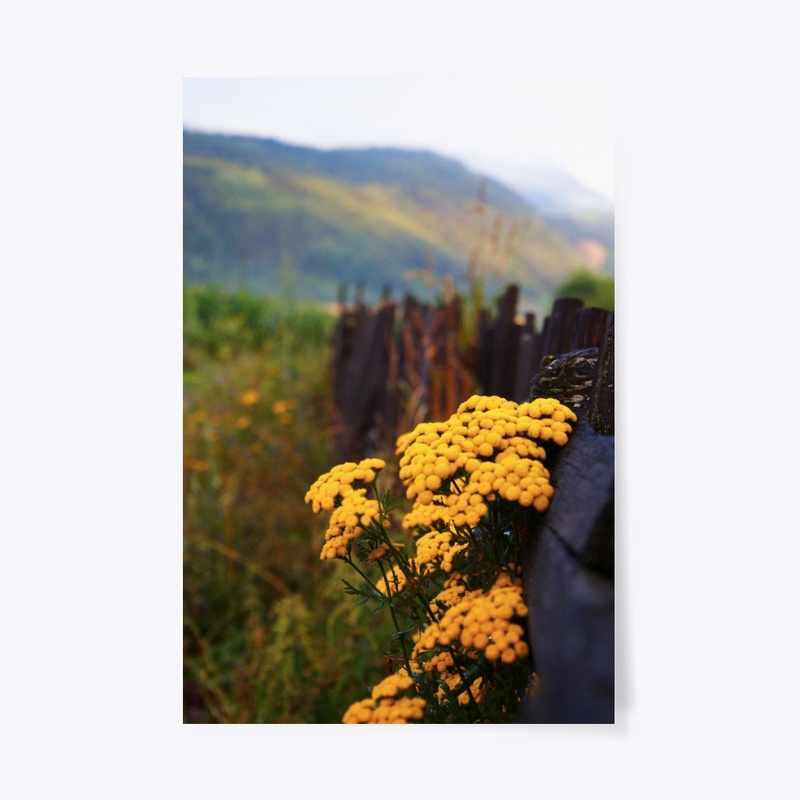 Mountain Flowers - Bulgaria