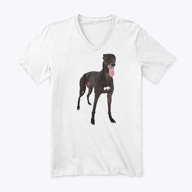 black greyhound dog