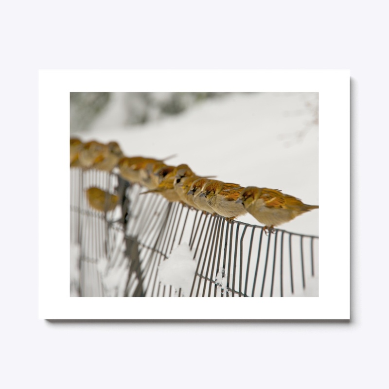 Saparrows