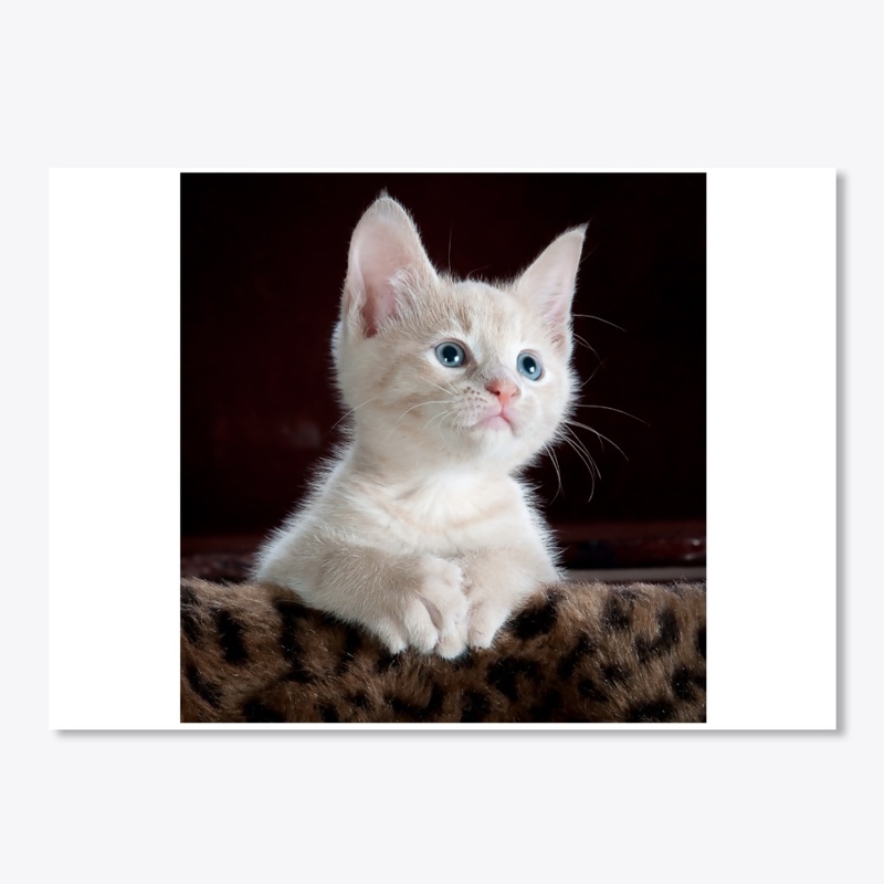 Funny cat printed products