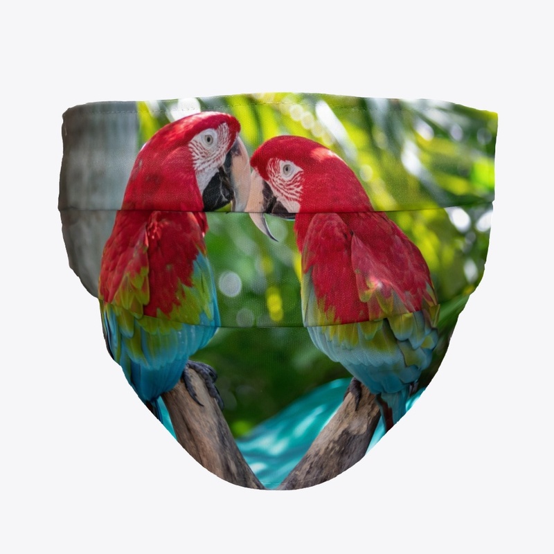 Parrot Exotic Bird Animal Nature