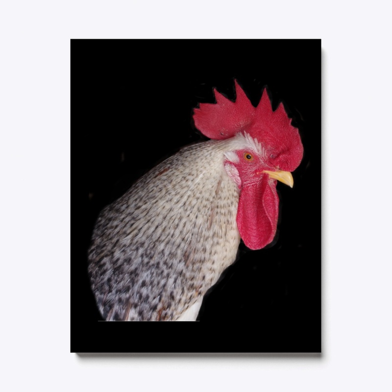 rooster2