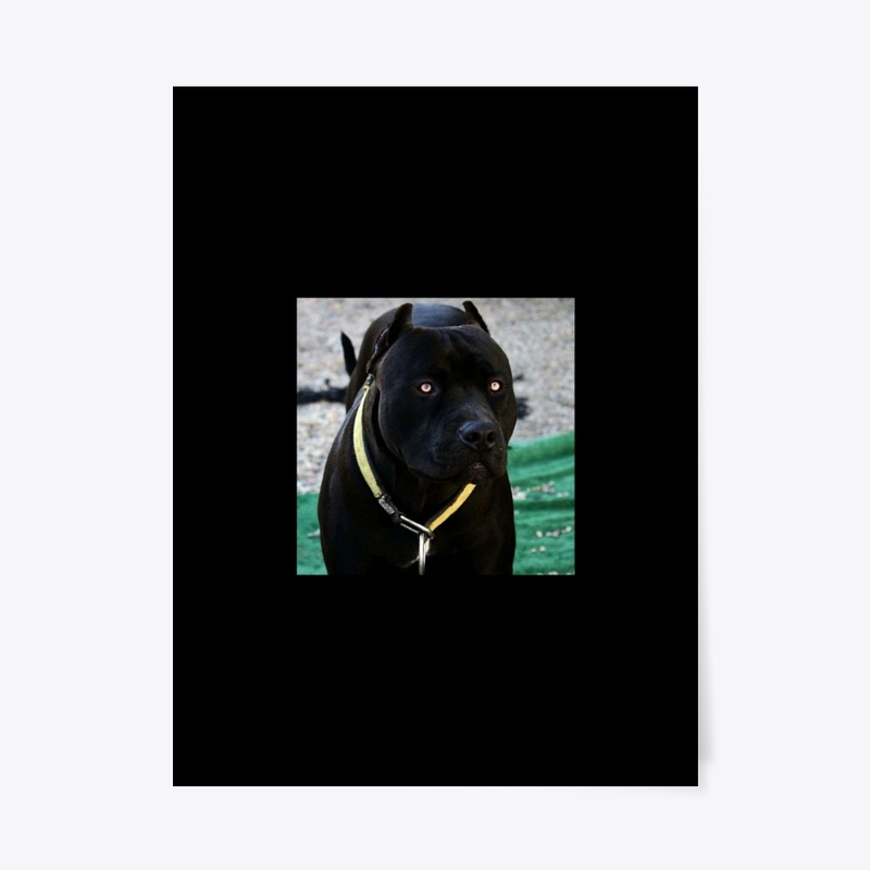Pitbulls Black