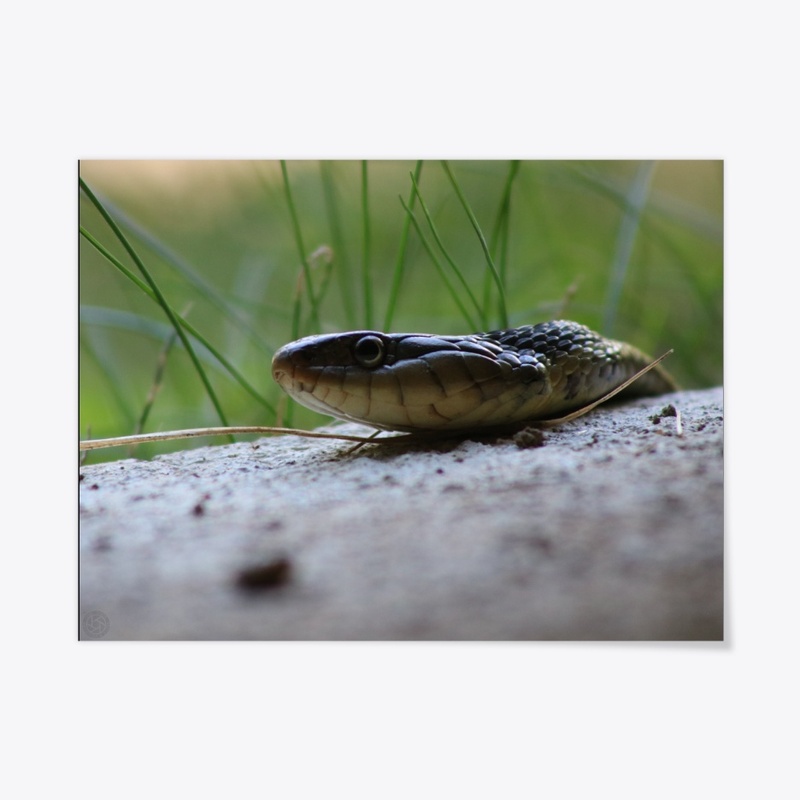 Snake 3