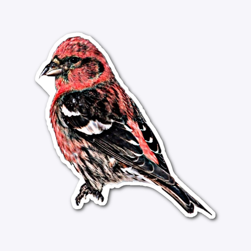 White-Winged Crossbill sticker