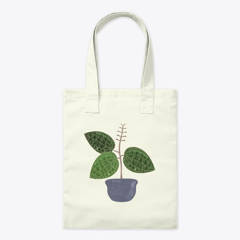Jewel Orchid Macodes Petola Art