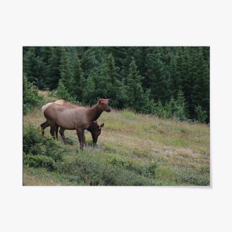 Elk 1