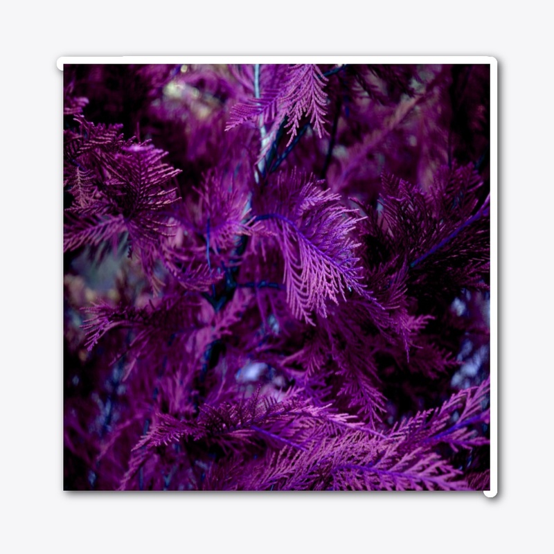 purple cypress