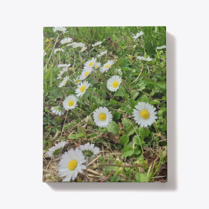 Daisy 2