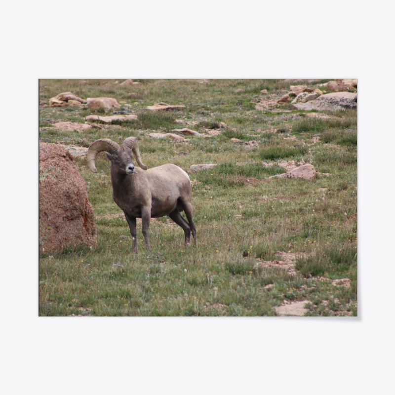 Bighorn 2
