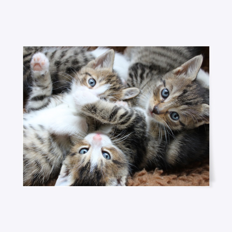 3 cutes  kitten 