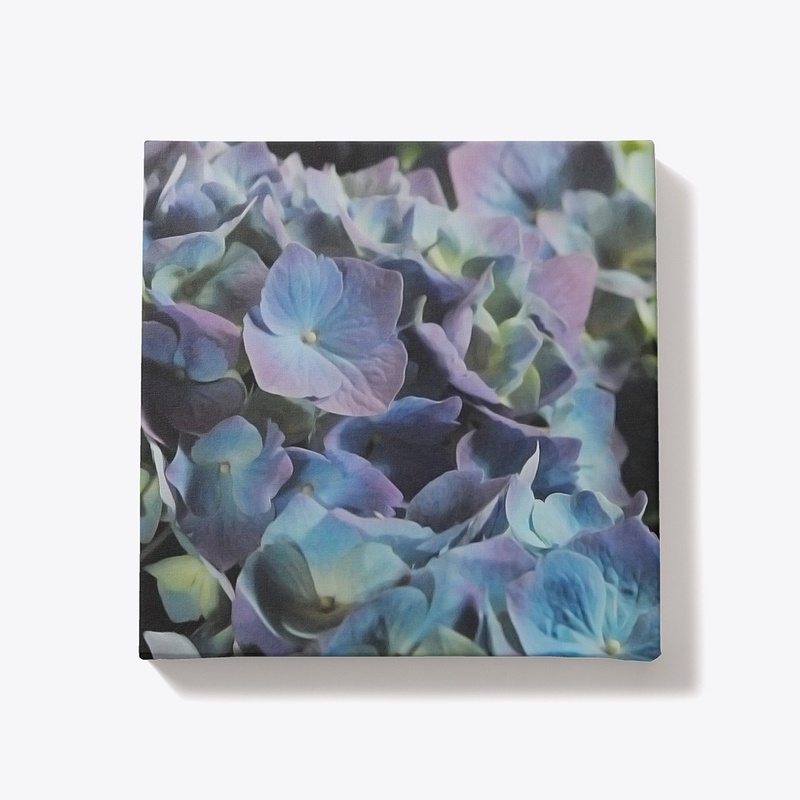Blue and Purple Hydrangeas