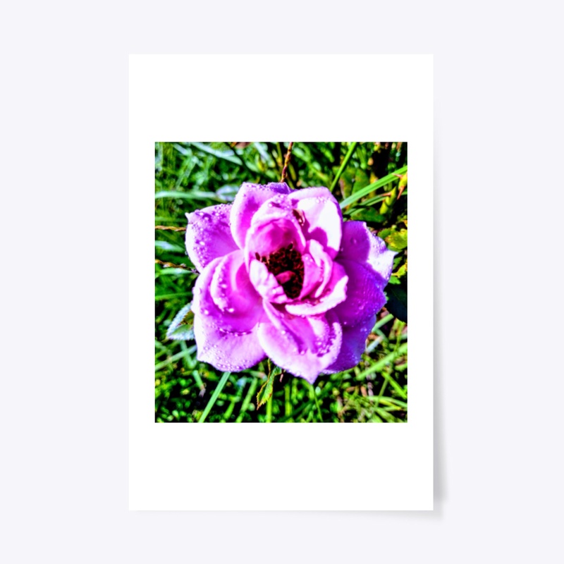 Pink Flower