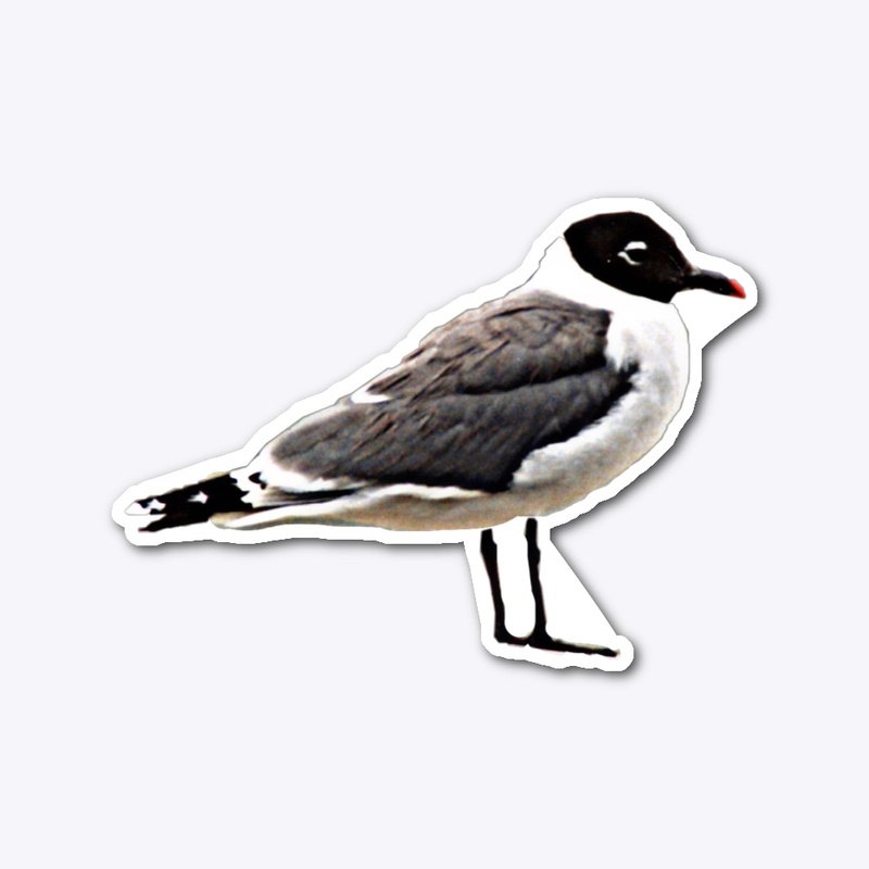 Franklin’s Gull sticker
