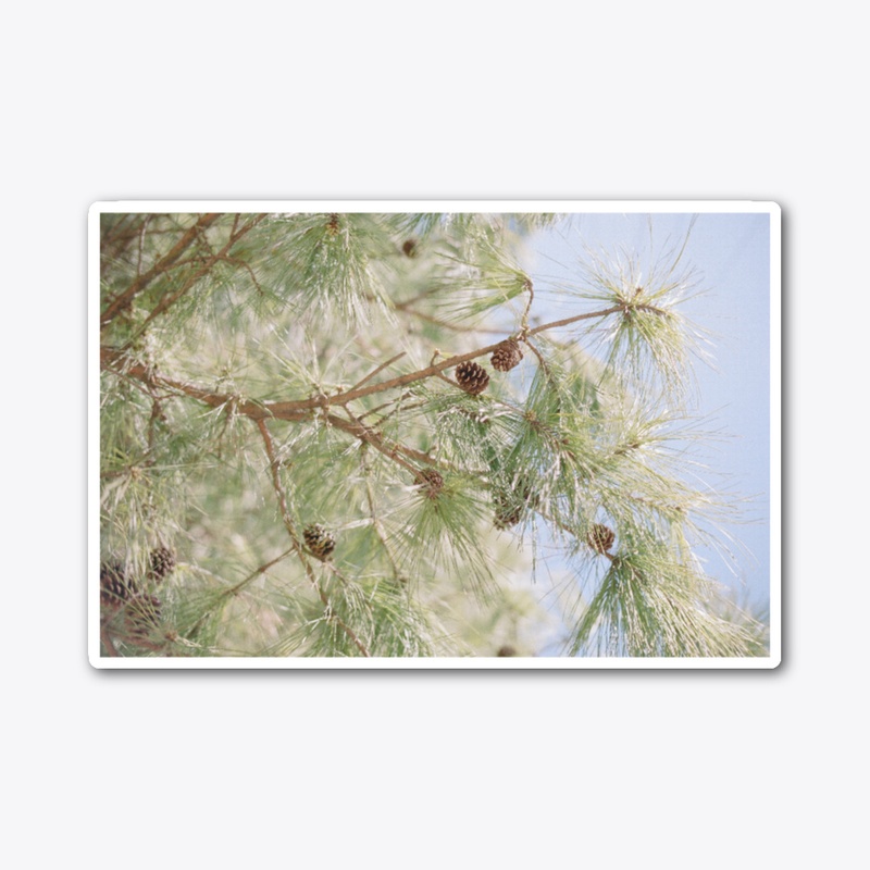 Pinetree