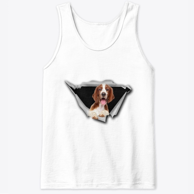 Welsh Springer Spaniel - Torn