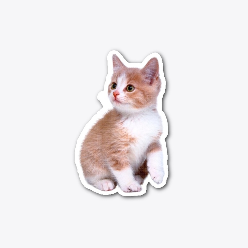 FUNNY SHOCKED CAT