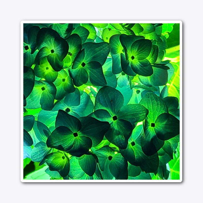 Hydrangeas are beautiful 