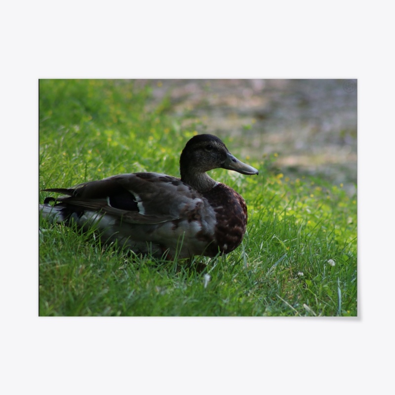 Duck