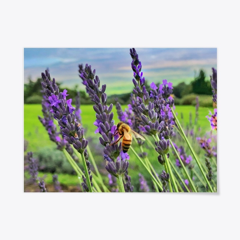Bee in Maui Lavender