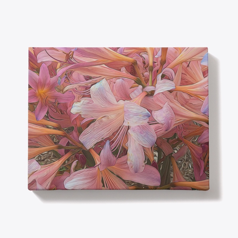 Pink Amaryllis