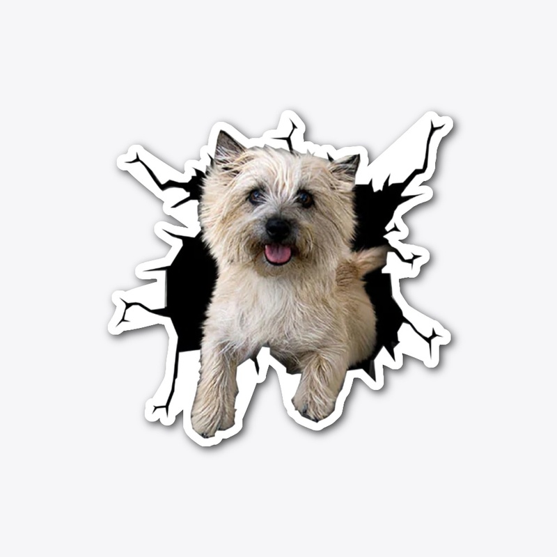 Cairn Terrier