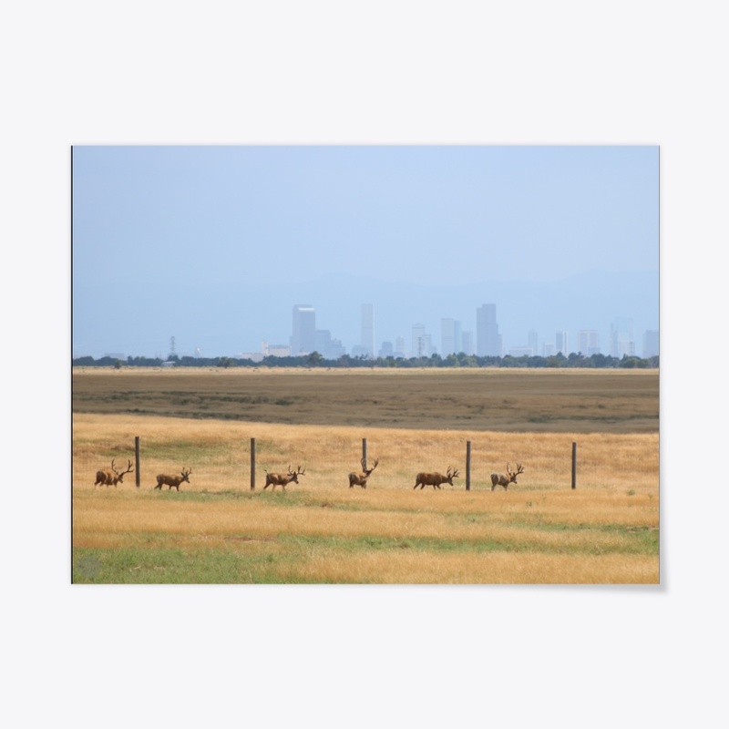 Prairie 6