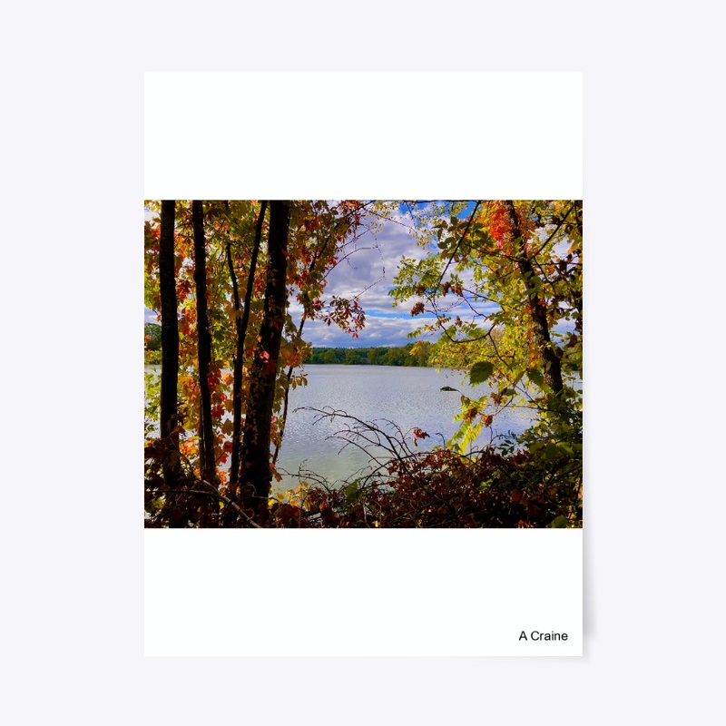 Gazing Through the Trees