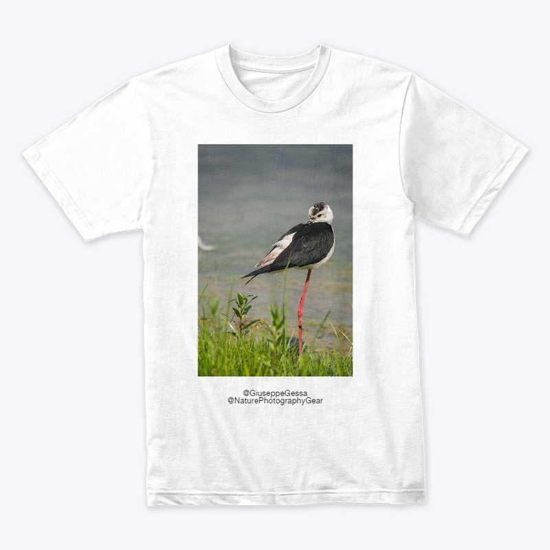 Black-winget stilt